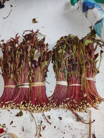 🌱 Digital Premium Miraa